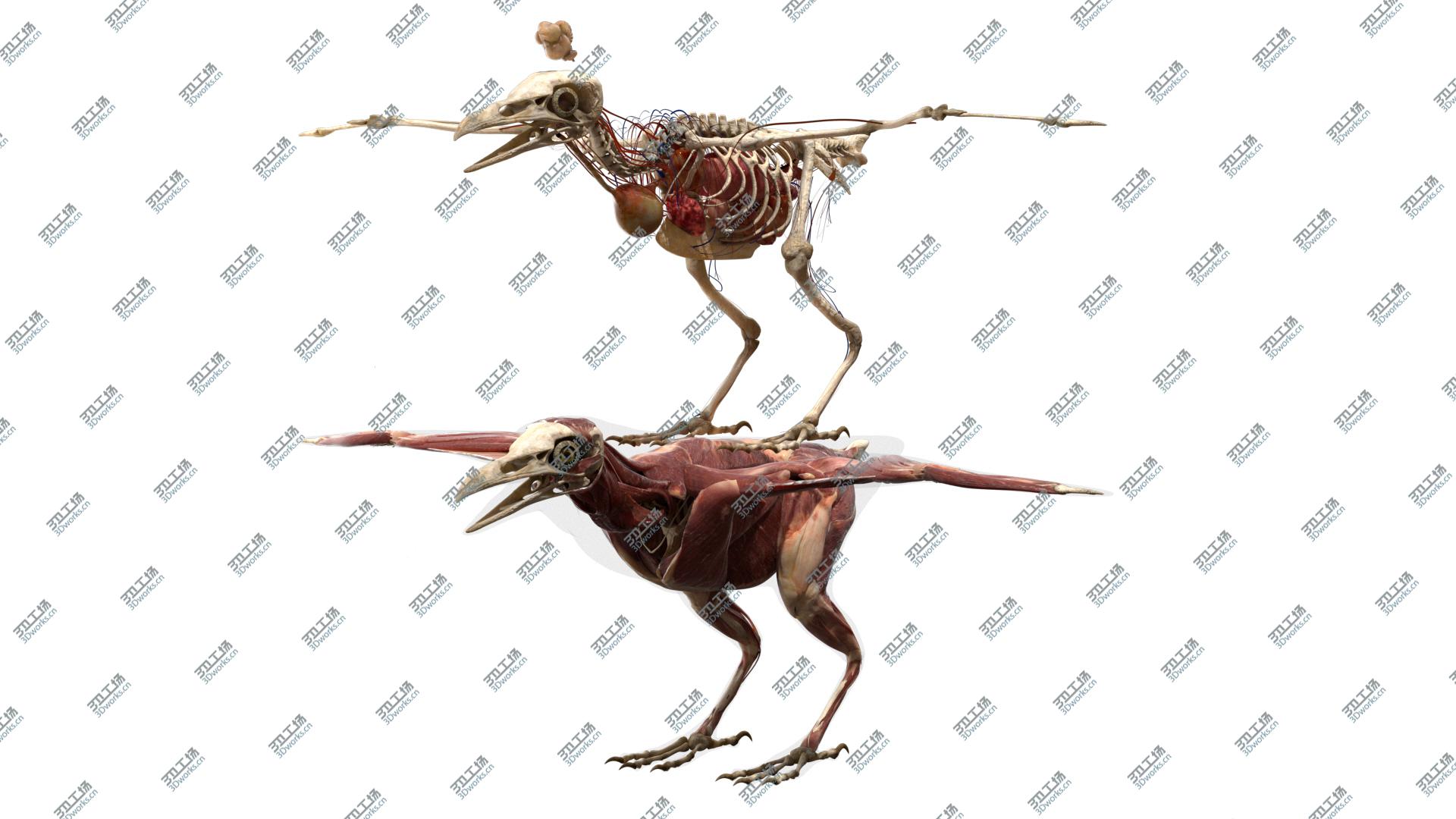 images/goods_img/20210313/3D Bird Anatomy model/2.jpg
